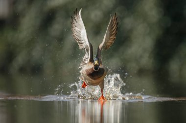 Yeşil bir doğal ortamda yaban ördeği yaban ördeği (Anas platyrhynchos) çıkarın 