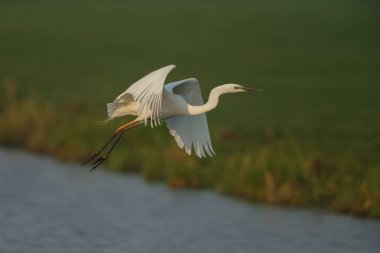 Büyük egret (Ardea alba) sabah ışığında alçaktan uçan
