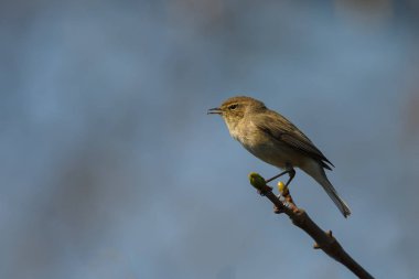 Ortak şifchaff (Phylloscopus collybita) bir dal üzerine tünemiş