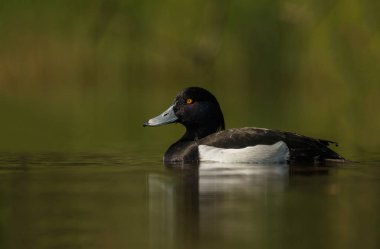 Açık havada yeşil bir ortamda tufted ördek