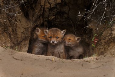 Kırmızı tilki yavru oynarken ilk zaman dışarı