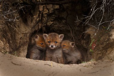 Kırmızı tilki yavru oynarken ilk zaman dışarı
