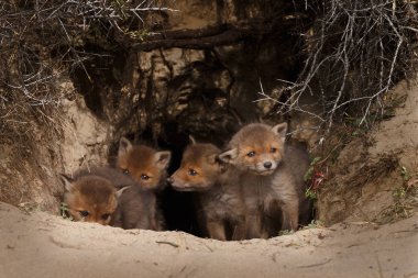 Kırmızı tilki yavru oynarken ilk zaman dışarı