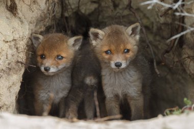 Kırmızı tilki yavru oynarken ilk zaman dışarı