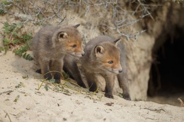 Kırmızı tilki yavru oynarken ilk zaman dışarı