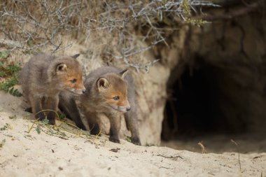 Kırmızı tilki yavru oynarken ilk zaman dışarı