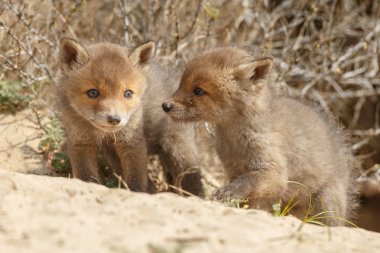 Kırmızı tilki yavru oynarken ilk zaman dışarı