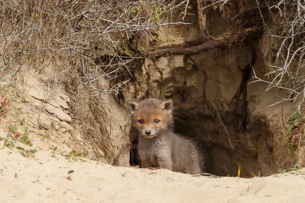 Petit Renard Roux Première Fois Hors Tanière — Photo