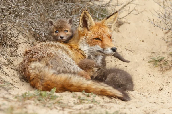 Mutter Rotfuchs Und Ihre Neugeborenen Jungen Der Natur — Stockfoto