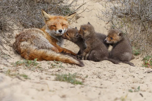 Mãe Raposa Vermelha Seus Filhotes Recém Nascidos Natureza — Fotografia de Stock