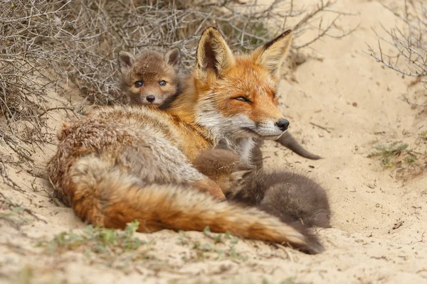 Mutter Rotfuchs Und Ihre Neugeborenen Jungen Der Natur — Stockfoto