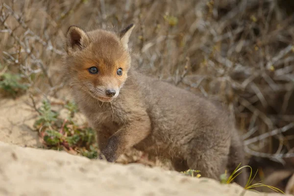 Rotfuchsjunges Spaziert Zum Ersten Mal Freien — Stockfoto