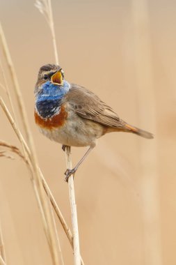 Bluethroat (Luscinia svecica) akşam ışık, bir dal üzerinde tünemiş