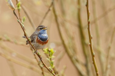 Bluethroat (Luscinia svecica) akşam ışık, bir dal üzerinde tünemiş