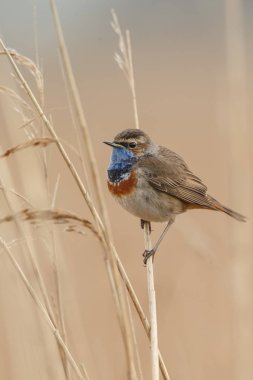 Bluethroat (Luscinia svecica) akşam ışık, bir dal üzerinde tünemiş