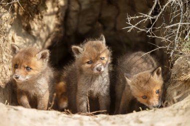 Orada den girişinde kızıl tilki yavruları