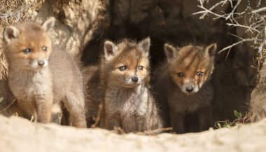 Orada den girişinde kızıl tilki yavruları