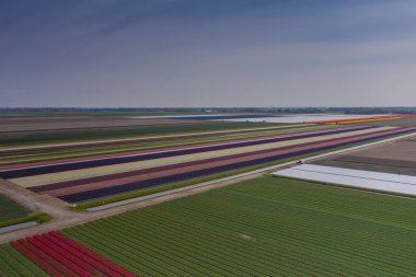 İlkbaharda Hollanda laleleri tarlasındaki renkler ve çizgiler