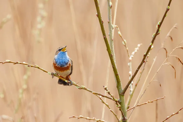 Garganta Azul Luscinia Svecica Luz Tarde Encaramado Una Ramita — Foto de Stock