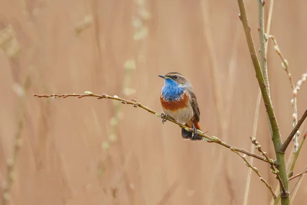 Blauwborst Luscinia Svecica Avondlicht Neergestreken Een Takje — Stockfoto