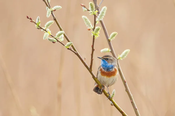 Garganta Azul Luscinia Svecica Luz Tarde Encaramado Una Ramita —  Fotos de Stock