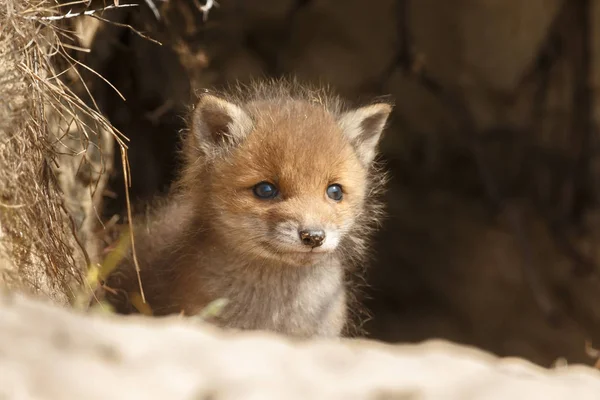 Rotfuchsjunges Eingang Der Höhle — Stockfoto