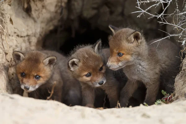 Cachorros Zorro Rojo Entrada Allí Den —  Fotos de Stock