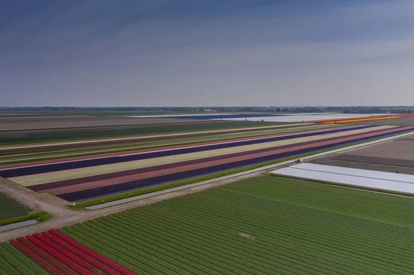 Colores Líneas Campo Tulipanes Holandeses Primavera —  Fotos de Stock