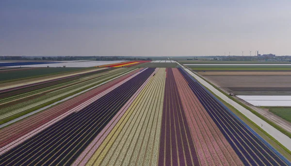 Farben Und Linien Auf Einem Holländischen Tulpenfeld Frühling — Stockfoto