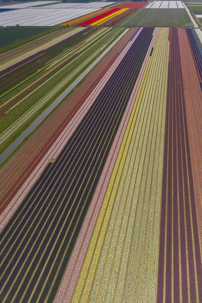 Farben Und Linien Auf Einem Holländischen Tulpenfeld Frühling — Stockfoto