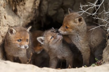 Orada den girişinde kızıl tilki yavruları