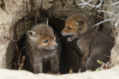 Orada den girişinde kızıl tilki yavruları