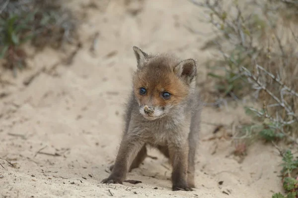 Red Fox Cub Bij Ingang Van Den — Stockfoto