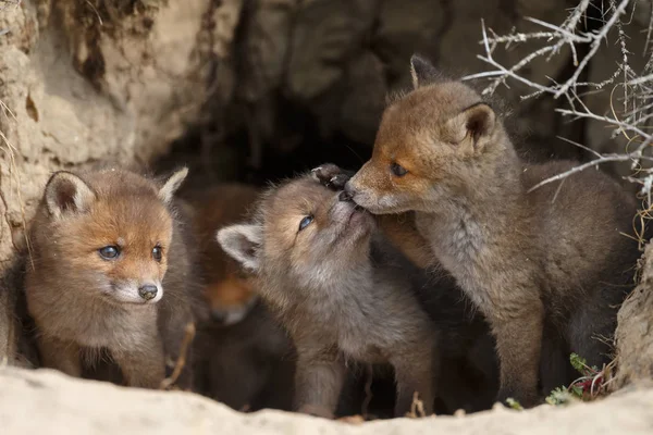 Cachorros Zorro Rojo Entrada Allí Den — Foto de Stock