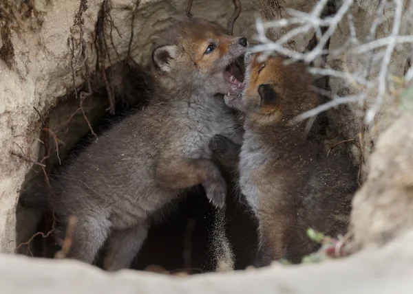 Red Fox Anaknya Pintu Masuk Dari Sana Den — Stok Foto