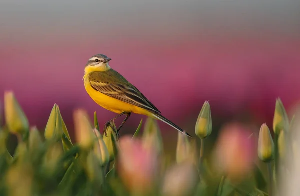Westelijke Gele Kwikstaart Motacilla Flava Kleurrijk Nederlands Tulpenveld — Stockfoto