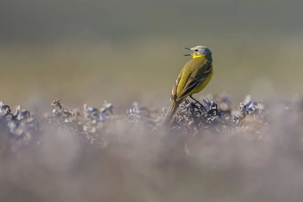 Wagtail Jaune Occidental Motacilla Flava Dans Champ Tulipes Hollandaises Colorées — Photo