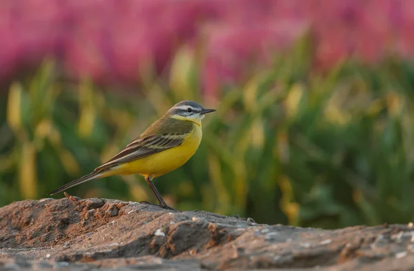 Wagtail Jaune Occidental Motacilla Flava Dans Champ Tulipes Hollandaises Colorées — Photo