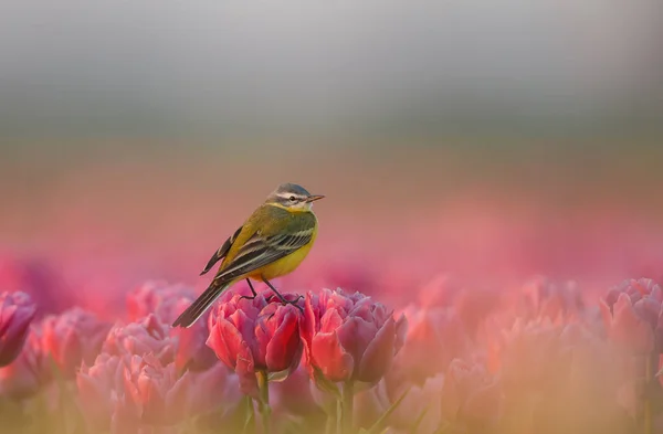 Western Yellow Wagtail Motacilla Flava Colourful Dutch Tulips Field — Stock Photo, Image