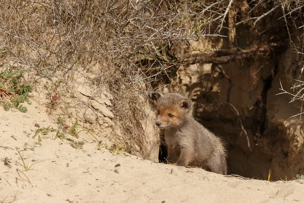 Red Fox Cub Pintu Masuk Sarang — Stok Foto