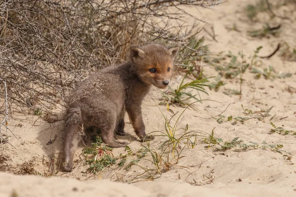 Red Fox Cub Bij Ingang Van Den — Stockfoto