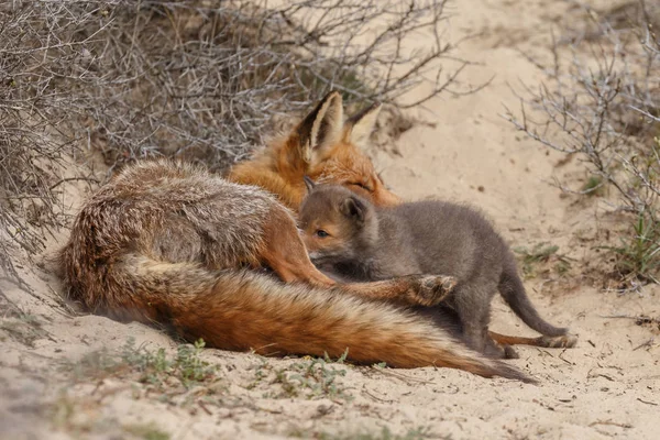 Red Fox Cub Och Adult Fox Vid Ingången Till Den — Stockfoto