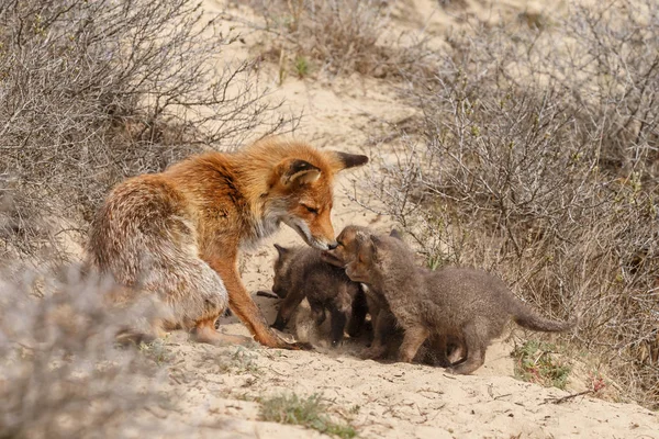 Κουτάβια Της Κόκκινης Αλεπούς Και Ενήλικη Αλεπού Στην Είσοδο Του — Φωτογραφία Αρχείου