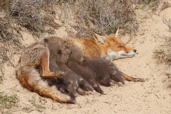 Κουτάβια Της Κόκκινης Αλεπούς Και Ενήλικη Αλεπού Στην Είσοδο Του — Φωτογραφία Αρχείου