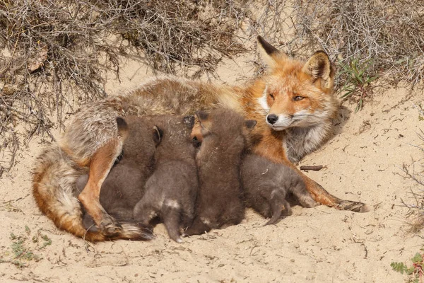 Red fox cubs and adult fox at the entrance of there den