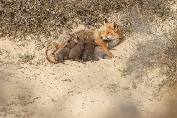 Red fox cubs and adult fox at the entrance of there den