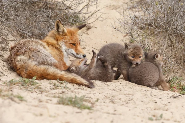 Red fox cubs and adult fox at the entrance of there den