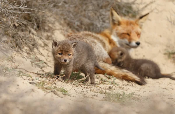 Red fox cubs and adult fox at the entrance of there den