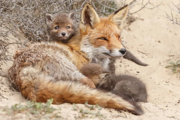 Red fox cubs and adult fox at the entrance of there den