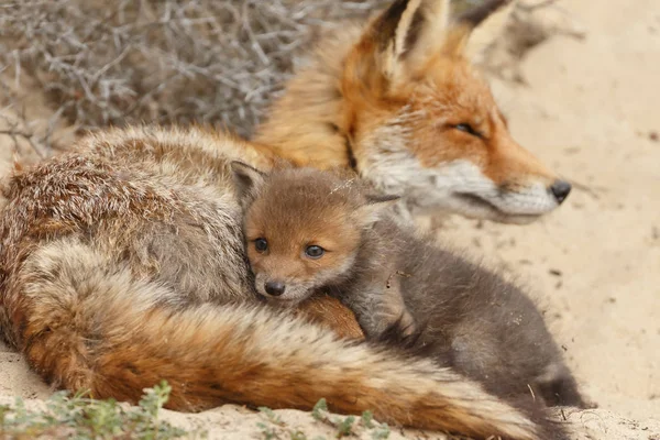 Red fox cub and adult fox at the entrance of the den